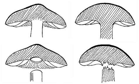 Homogeneity Of Mushrooms Diagram Quizlet