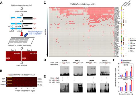 Dna Methylation Presents Distinct Binding Sites For Human Transcription