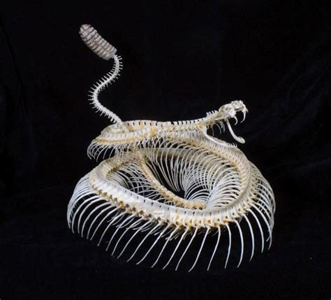 Rattlesnake skeleton | Skull, Animal skeletons, Skeleton