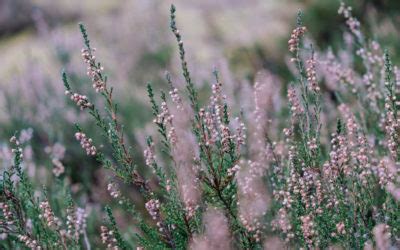 Connaissance Des Plantes Ordre Des Bardes Ovates Et Druides FR