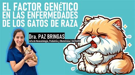 Enfermedades De Gatos Seg N La Raza La Vida Con Gatos