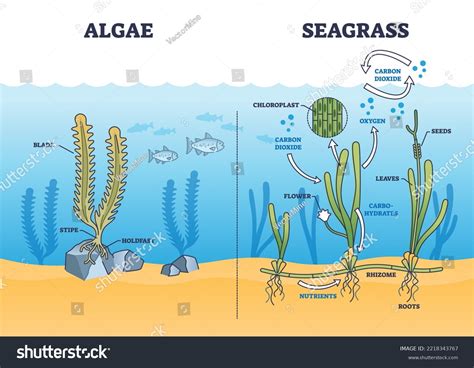 27 Algae Diagram With Labelling Images Stock Photos And Vectors