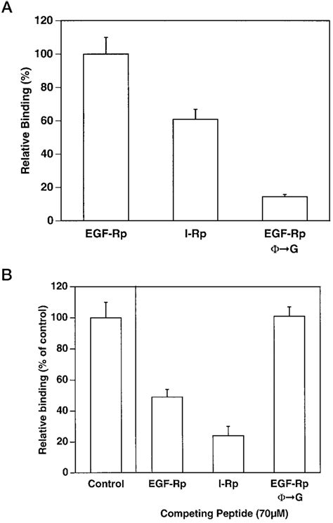 EGF R And I R Peptides Interact With The Caveolin 1 Scaffolding Domain