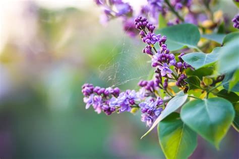 Premium Photo | Lilac flowers syringa vulgaris plant in flowering season