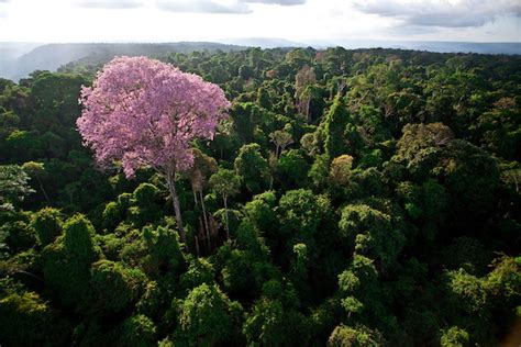 Mudança climática afeta fotossíntese das árvores amazônicas Brasil