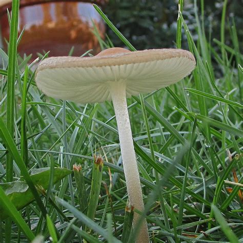 Panaeolus foenisecii | ginhollow | Flickr