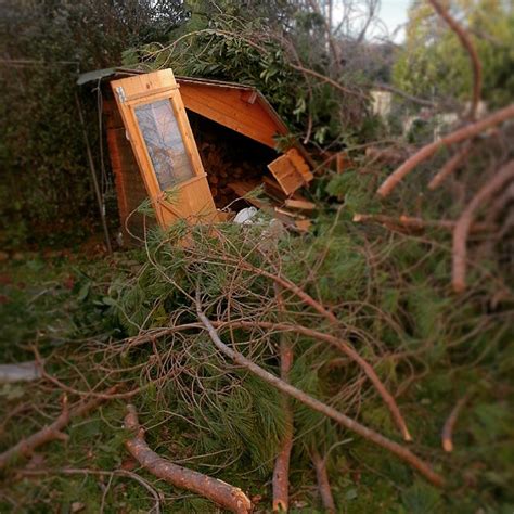 Maltempo Marche Il Vento Fa Strage Di Pini A San Benedetto Del Tronto