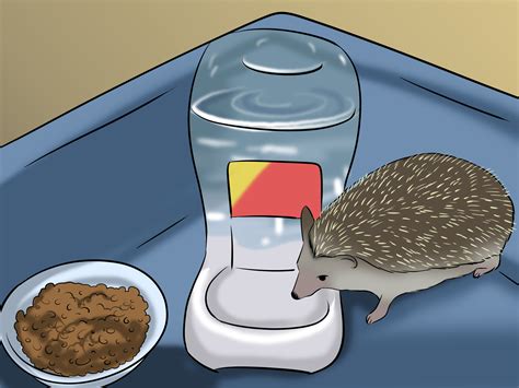 How to Make a Home for Your Hedgehog: 7 Steps (with Pictures)