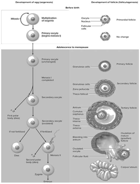 Explain the stages of oogenisis where it gets arrest?