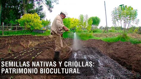 Semillas Nativas Y Criollas Patrimonio Biocultural Tvagro Por Juan