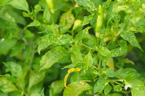 Why The Leaves On Your Pepper Plants Are Turning Yellow And How To Fix It