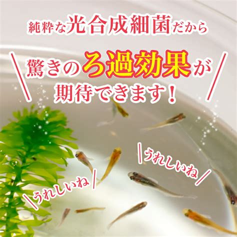 【楽天市場】ポイント10倍送料無料 Psb 光合成細菌 メダカ 金魚 鯉 熱帯魚用 濃縮 1000ml 送料無料 培養 培基 針子 稚魚 餌