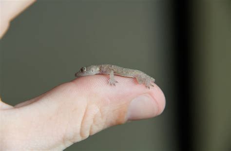 Baby Lizard