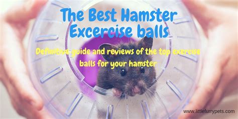 Best Hamster Exercise Balls And How To Use Them Safely Littlefurrypets