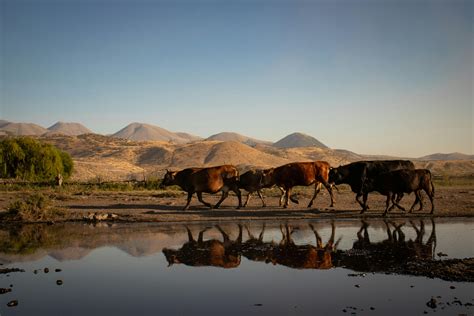 Cattle Trails Photos, Download The BEST Free Cattle Trails Stock Photos