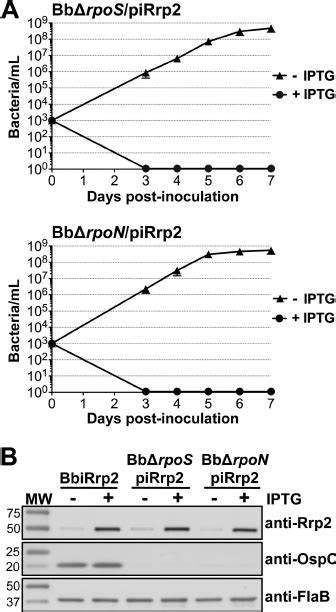 Effect Of Overexpression Of Rrp2 In Rpon And Rpos Mutant Backgrounds