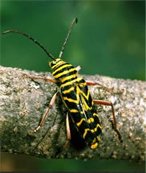 Locust Borer Department Of Entomology Washington State University