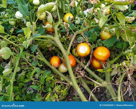 Arbustos De Tomate Que Crescem No Jardim Foto De Stock Imagem De