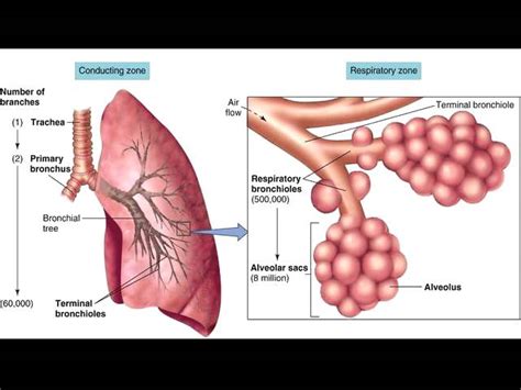 Conducting Bronchioles