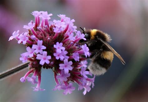 Images Gratuites Fleur Plante La Photographie Violet P Tale T