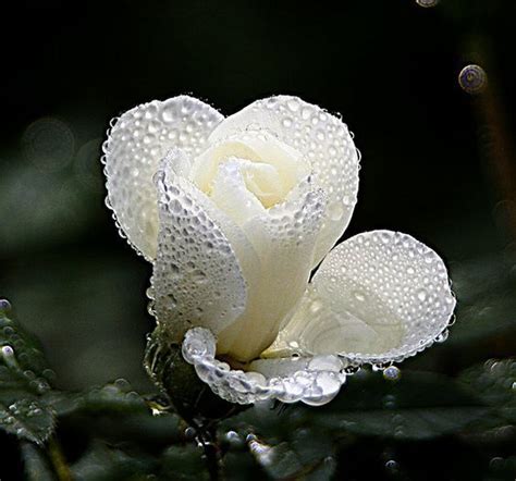 Pin By Queensociety On Dew Diamonds Beautiful Rose Flowers