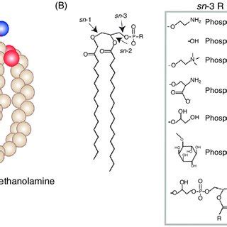 (PDF) Phosphatidylethanolamine Metabolism in Health and Disease