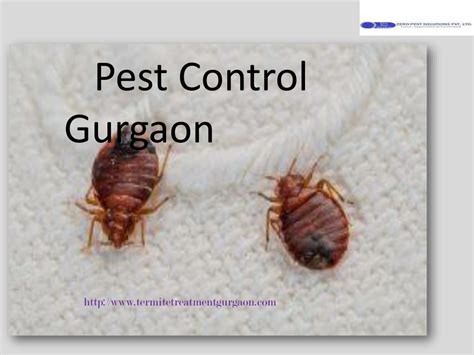 Ppt Top Pest Control Gurgaon Dial Powerpoint