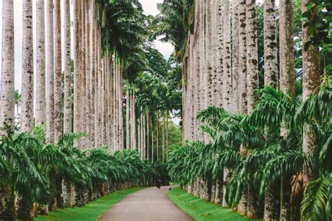 GUIDE FOR KANDY BOTANICAL GARDEN [IN PERADENIYA]