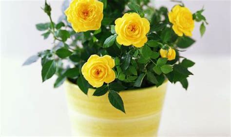 How to plant out your Valentine miniature rose bushes | Express.co.uk