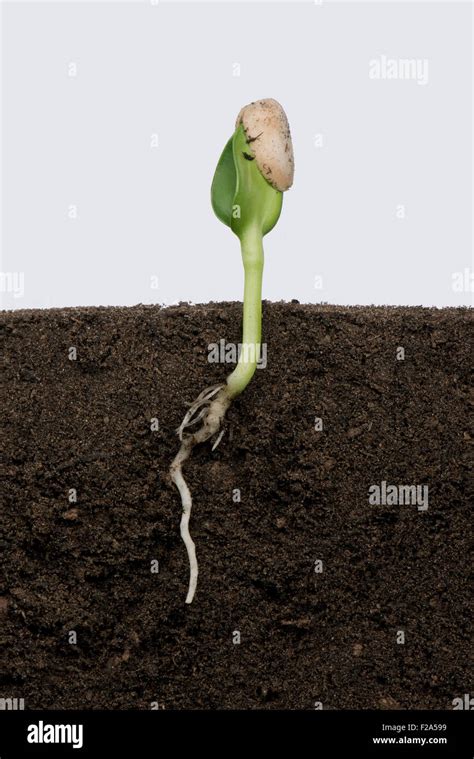 Sunflower Seedling Root Hi Res Stock Photography And Images Alamy