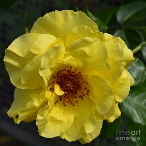 Yellow Floribunda Rose Photograph By Yvonne Johnstone