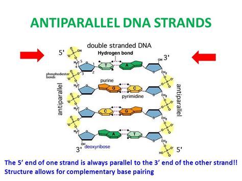 Antiparallel strand in DNA is due to toppr.com