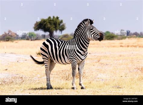 Zebra Standing On Savannah Moremi Game Reserve Okavango Delta