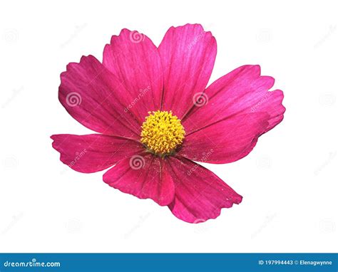 Pink Cosmo Flower Isolated Against a White Background Stock Image ...