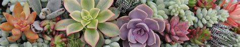 Exotic Tender Succulents Indoor Home Soft Succulents