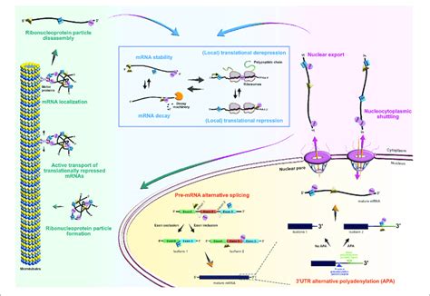 Roles Of Rna Binding Proteins Rbps In The Mrna Life Cycle At The Download Scientific