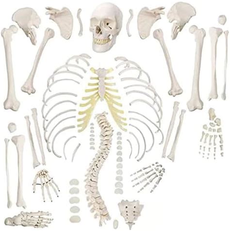 Myaskro Bilateral Disarticulated Human Skeleton Model Disarticulated