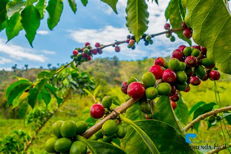 Cultivo de café clima e variedades Aprenda Fácil Editora AFE