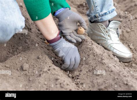 Una Mujer Campesina Planta Manualmente Tub Rculos De Patata En El Suelo