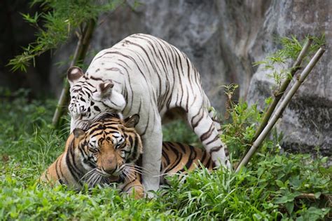 Premium Photo | Bengal tiger in forest