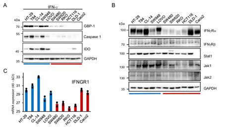 Six Out Of 11 Crc Cell Lines Are Resistant To Ifn Stimulation And