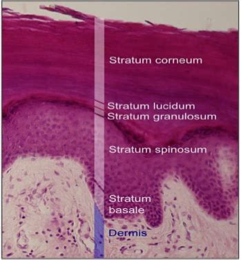 Epidermis Layers - Anatomy and Physiology Diagram | Quizlet