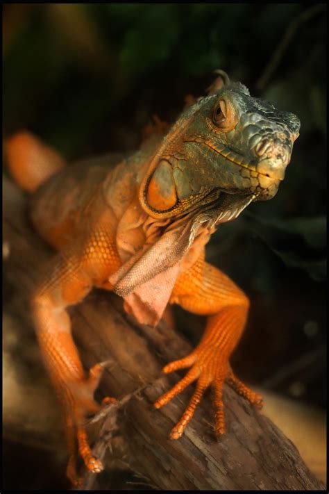 Red Iguana - Creation Kingdom Zoo