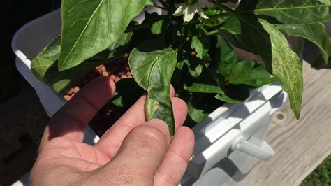 Dutch Bucket Peppers Growing Good Youtube