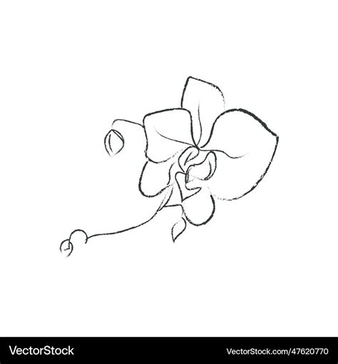 Hand Drawn Orchid Flower Arrangement Floral Vector Image