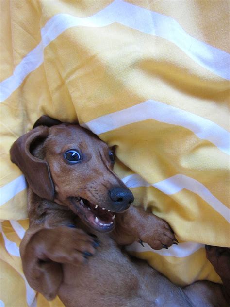 Adorable Sausage Dog Dachshund Baby Bassotto Cuccioli Animali