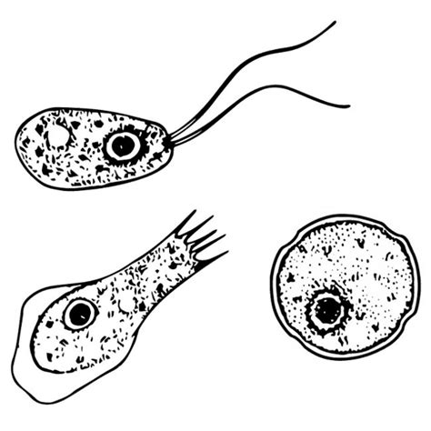 Amibe Mangeuse De Cerveau Naegleria Fowleri Scientific European