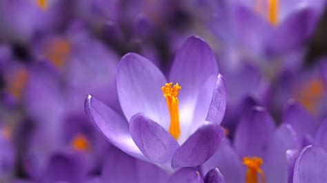 Download Nature Crocus 4k Ultra Hd Wallpaper