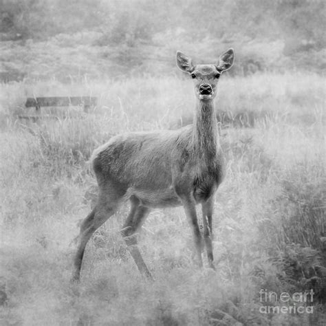 Doe A Deer A Female Deer In Mono Photograph By Linsey Williams Pixels