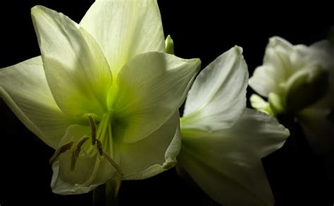 This flower bloom time-lapse took three years and 8TB of raw footage to create: Digital ...